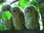 Tawny Owl